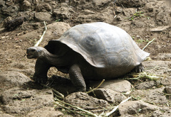Chelonoidis niger chathamensis