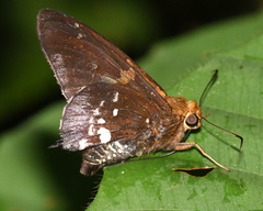 Epargyreus exadeus