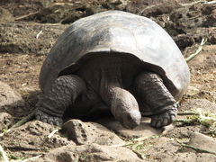 Chelonoidis niger chathamensis