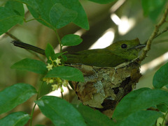 Antilophia galeata
