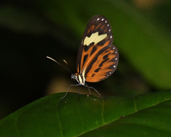 Hypothyris cantobrica