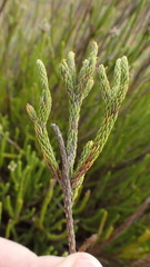 Audouinia capitata