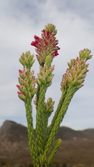 Audouinia capitata