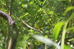 Pseudocolopteryx citreola