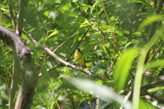 Pseudocolopteryx citreola