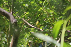 Pseudocolopteryx citreola