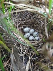 Emberiza schoeniclus