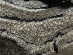 Basidiomycota