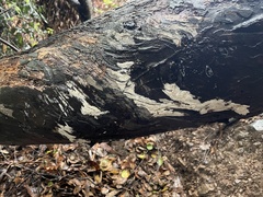 Basidiomycota