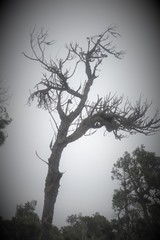 Elytroderma deformans