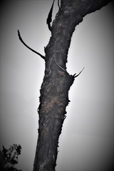 Elytroderma deformans