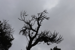 Elytroderma deformans