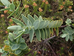 Veronica albicans