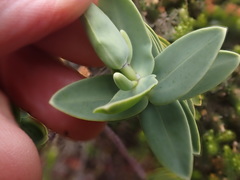 Veronica albicans