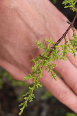 Cupressus goveniana