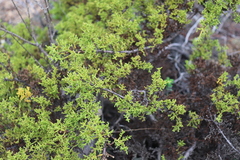 Cupressus goveniana