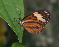 Hypothyris cantobrica