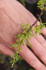 Cupressus goveniana