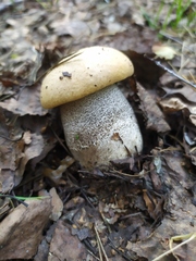 Leccinum