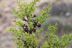 Cupressus goveniana