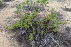 Cupressus goveniana