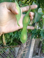 Lonchocarpus longistylus