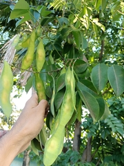 Lonchocarpus longistylus