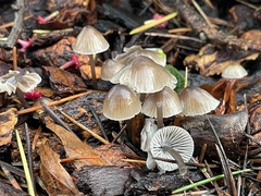 Mycena leptocephala