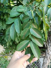 Lonchocarpus longistylus