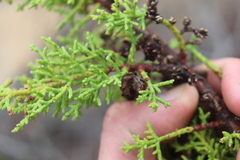 Cupressus goveniana