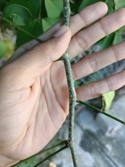 Lonchocarpus longistylus