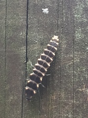Lampyris fuscata fuscata