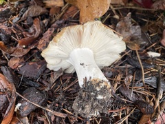 Russula cerolens