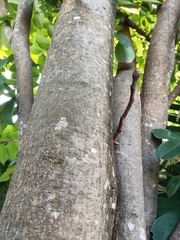 Lonchocarpus longistylus