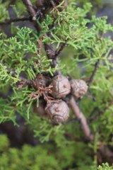 Cupressus goveniana