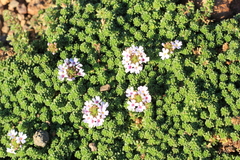 Junellia micrantha