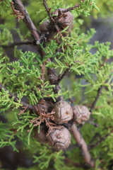 Cupressus goveniana