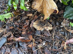 Russula cerolens