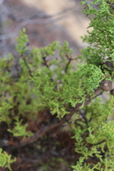 Cupressus goveniana