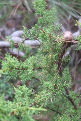 Cupressus goveniana