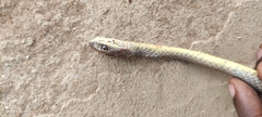 Psammophis phillipsii