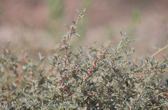 Atriplex philippii