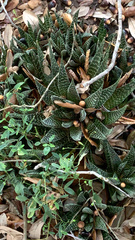 × Gasteraloe