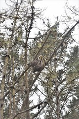 Elytroderma deformans