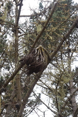 Elytroderma deformans