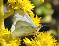 Hesperocharis crocea crocea
