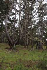 Elytroderma deformans