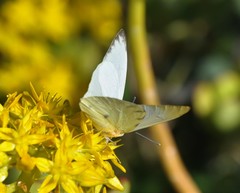 Hesperocharis crocea crocea