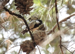 Parus major aphrodite