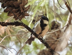 Parus major aphrodite